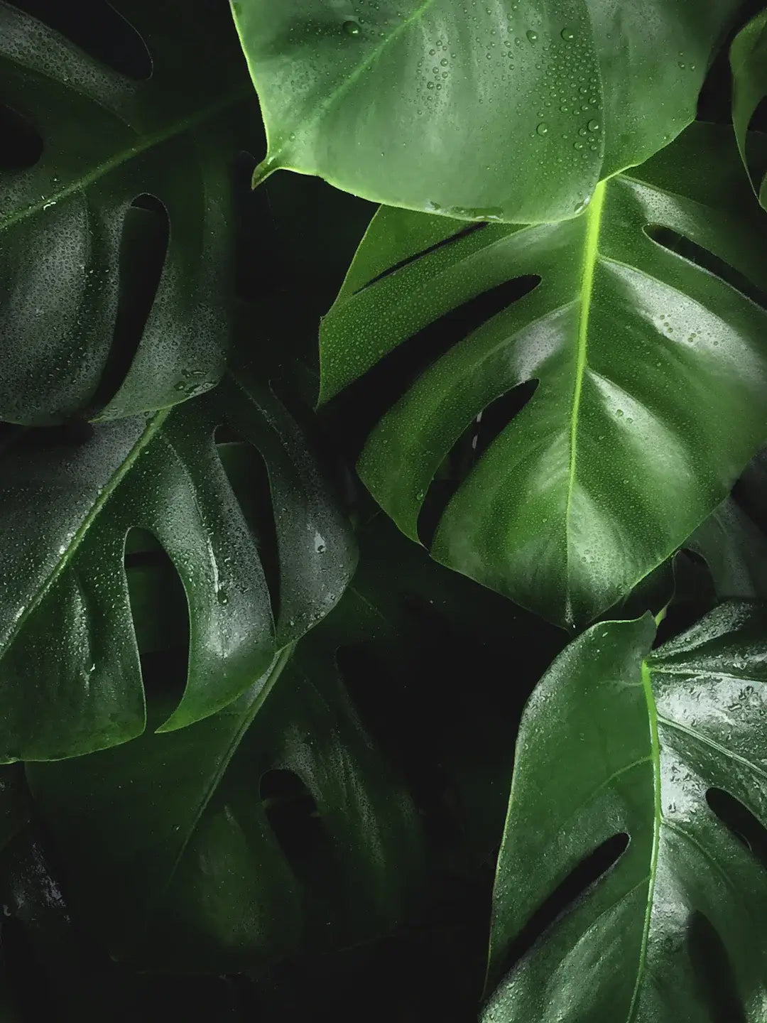 The Link Between Plant-Based Nutrition and Sustainability