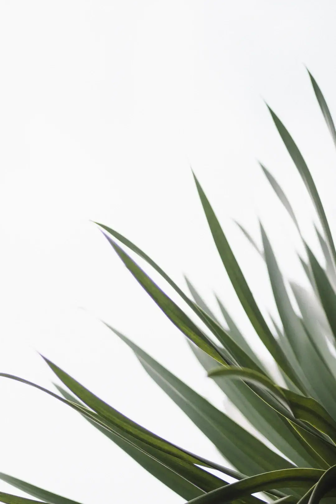 The Ultimate Beginner’s Guide to Plant-Based Nutrition