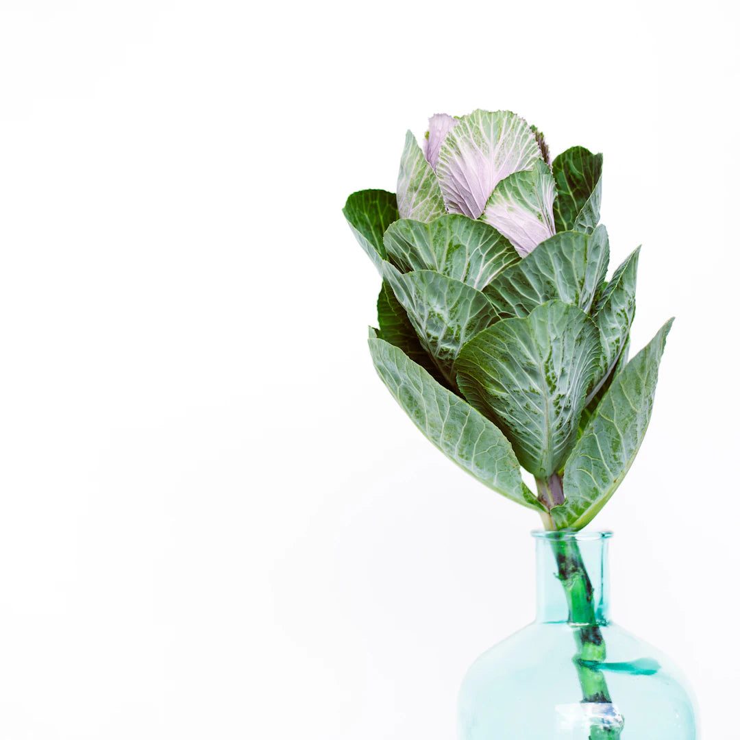 Debunking Myths Plant-Based Nutrition Uncovered