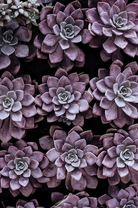 The Science Behind Plant-Based Nutrition Research Insights