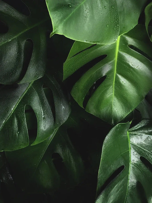 The Link Between Plant-Based Nutrition and Sustainability