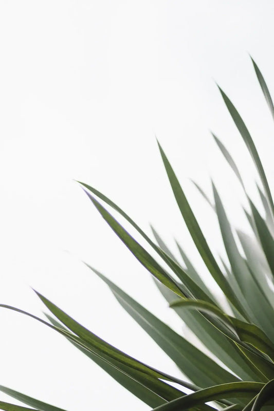 The Ultimate Beginner’s Guide to Plant-Based Nutrition