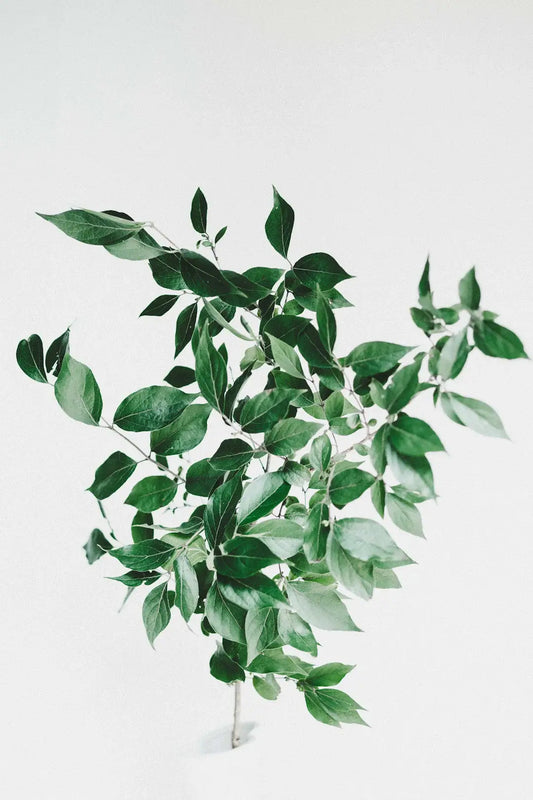 Embrace the Green Your Ultimate Guide to Transitioning to a Plant-Based Diet