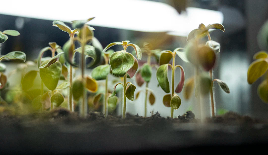 The Future of Plant-Based Nutrition and Food Innovation