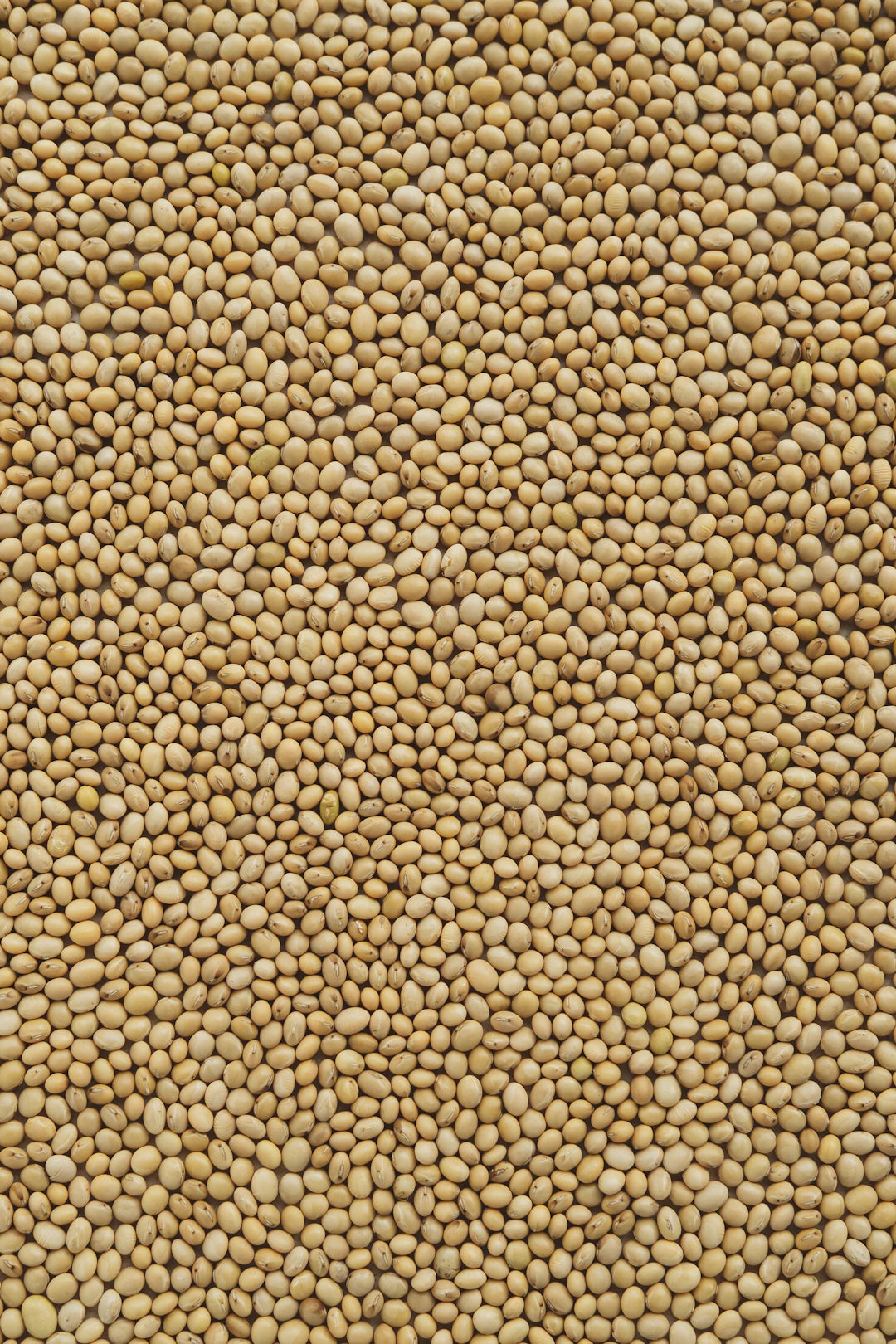 The Power of Legumes in Plant-Based Nutrition
