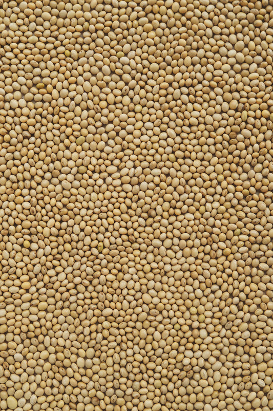 The Power of Legumes in Plant-Based Nutrition